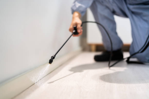 Certified termite inspector examining foundation in Fullerton